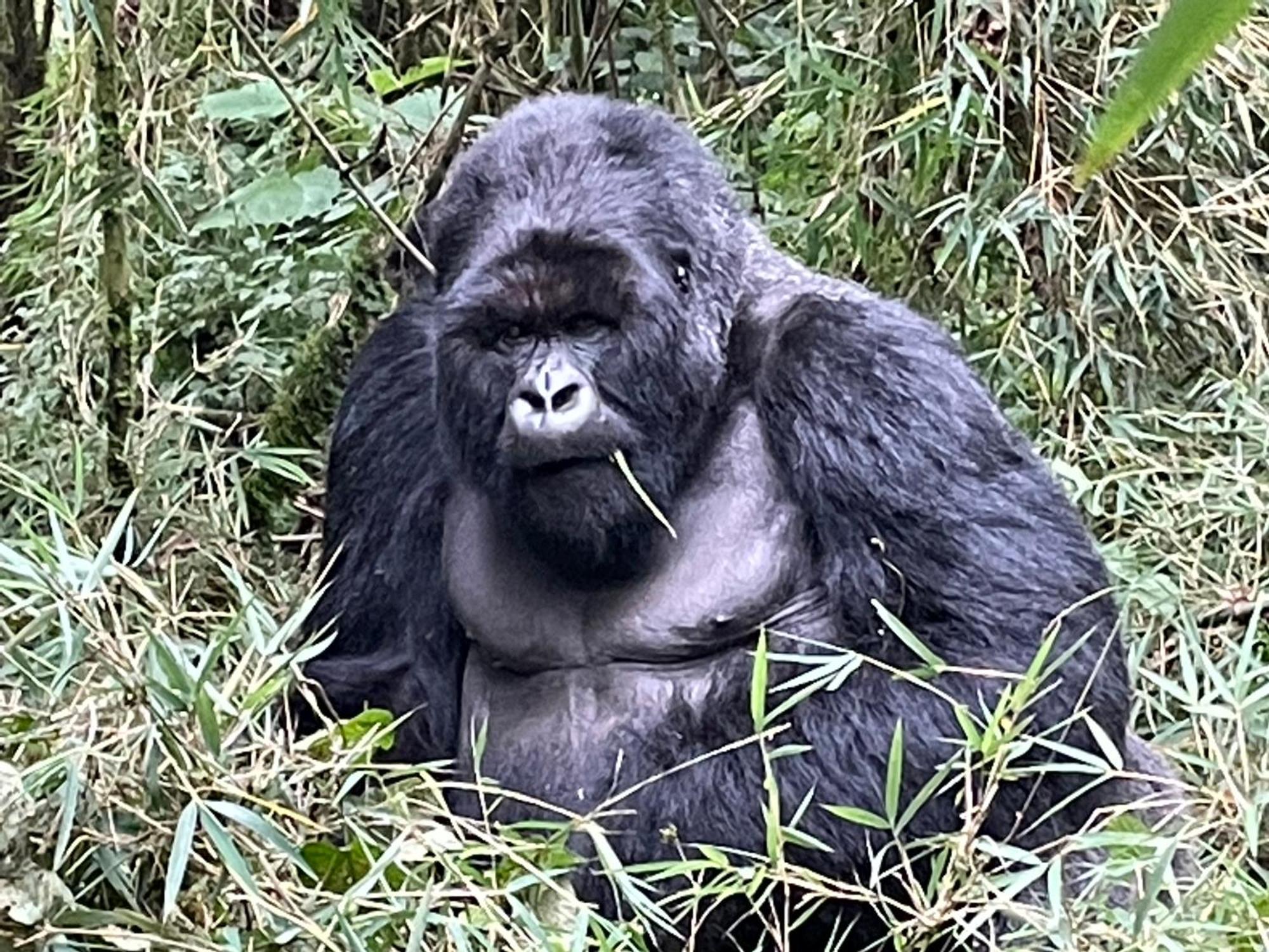 Le Bambou Gorilla Lodge Kinigi Екстер'єр фото